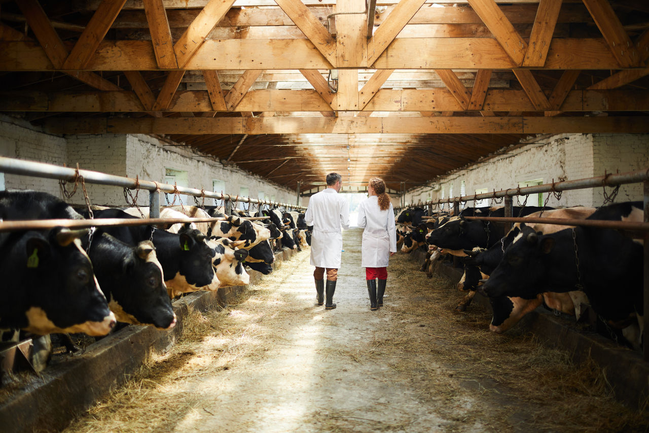 Fundamentals of Antimicrobial Stewardship in Veterinary Medicine